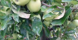 Sprzedam jabłka golden princ szampion jonagored red szif