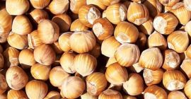 Sprzedam orzechy laskowe odmiany Cosford oraz Kataloński. Bardzo smaczne,