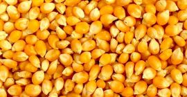 Dostępna żółta i biała kukurydza. Warunki płatności TT. Pochodzenie: