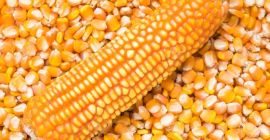 KUKURYDZA BIAŁA I ŻÓŁTA, KUKURYDZA CAŁE ZIARNA Kukurydza żółta