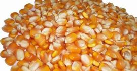 KUKURYDZA BIAŁA I ŻÓŁTA, KUKURYDZA CAŁE ZIARNA Kukurydza żółta