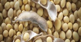 NASIONA SOJA Oferujemy usługi posprzedażowe dla naszych klientów, takie