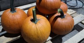 Sprzedam dynie gomez. Waga od 1 do 5 kg.