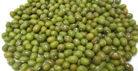 Fasola mung, alternatywnie znana jako zielony gram, maash lub