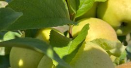 Zwykłe złote delikatesy z certyfikatem ekologicznym Tel: 0725581108