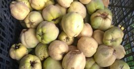 Sprzedam pigwę jabłkową z własnego ogrodu, bardzo aromatyczną, pyszną,