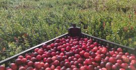 ŻURAWINA EKOLOGICZNA z Certyfikatem ekologicznym. Ekologiczne owoce żurawiny z