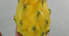 Pitahaya amarilla y roja de exportación calidad premium certificados