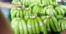 Banano o plátano de exportación calidad premium certificados para
