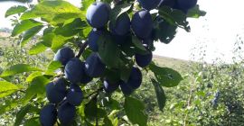 Sprzedaję śliwowicę w torebkach.