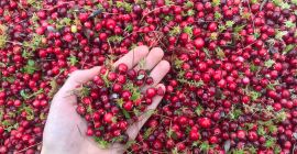 Cena żurawiny za kg stan idealny, czysto. ✅ Przed