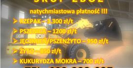 Kukurydza - Gwarantujemy szybki rozładunek i natychmiastową płatność. Płacimy