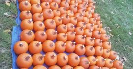 Sprzedam duże ilości Dyni kaliber 1-12kg. Halloween oraz jadalna.