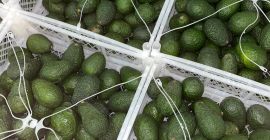 Firma Laverida sprzeda AWOKADO HASS. Klasa I. Zapraszamy !