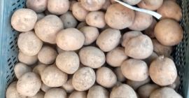 Witam posiadam ziemniaczki odmiany Katania i irga pakowane po