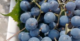 Sprzedam ciemne winogrona z własnej działki. Świetnie nadają się