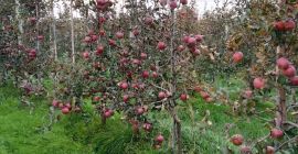 eco , bio , organic apples Sampion, Ligol, jonagored,