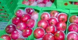 Granat Rubinowy Najwyższa jakość irańskich ogrodów w rozsądnej cenie