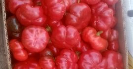 Vand ardei kapia si gogosar. Mają duże ilości.