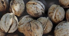 Sprzedam orzech włoski jakość produkcji 2021 cena do negocjacji