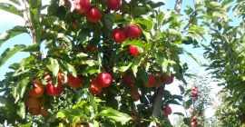 Jabłkowa Gala Czarna, rozmiar 7+