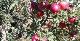 Od 10 drzew w ogrodzie bardzo zdrowe owoce.