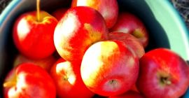 Jabłka prosto z sadu.