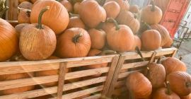 Dynia do rzeźbienia na Halloween! Nadal mamy bardzo piękne