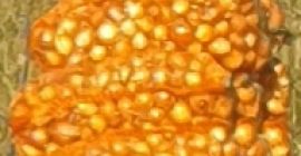Cebula nasienna,