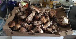 Borowik szlachetny zebrany w górach Madrytu