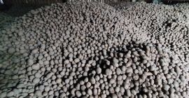 Duże dobrej jakości ziemniaki. Posiadamy około 30 ton, cena