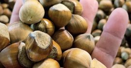 Witam, Mamy do zaoferowania orzech laskowy odm Kataloński i