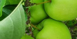 Hello. I have Golden Delicious 100t, Red Jonaprince Select