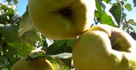 Sprzedajemy świeżą pigwę zbieraną bezpośrednio z sadu, w ilości