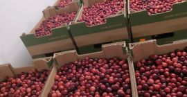 Sprzedam żurawinę wielkoowocową.