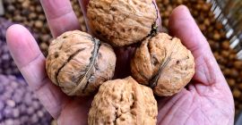 Jacek tegoroczny w łupinie. Odmiana Koszycki. Zostało około 150kg.