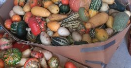 Sprzedam dynie ozdobna, różne odmiany. Więcej info telefonicznie.