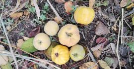 Las wszystkie różne gusta