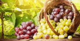 Sprzedam następujące odmiany winogron, idealne do produkcji wina i