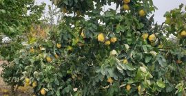 Sprzedam ponad 1000 kg pigwy pachnącej, naturalnej, niesortowanej. Wszystkie