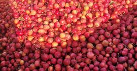 Sprzedam Jabłka Rajskie Bio. Odmiany Everest i Profesor Springer