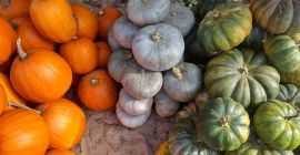 Sprzedam dynie - kilka odmian. Dynie typu Halloween, francuskie,