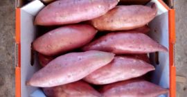 Słodki ziemniak z miąższem pomarańczowym