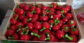 Cherry pepper for antipasti. Contact e-mail or SMS in English. Wholesale quantities.