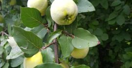 Świeżo zerwana, nie pryskana. Odbiór w Kraczkowej