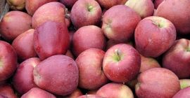 Mam do sprzedania szeroką gamę jabłek takich jak: Golden,