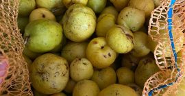 Sprzedam ok 3 ton pigwowca niesortowanego, idealnego na soki.