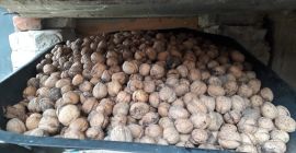 Sprzedam orzechy włoskie po 2.50 zł za kg