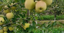 Sprzedam okolo 40t goldena. Rozmiar 65+