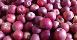 Sprzedam około 40t prince. Rozmiar 70+